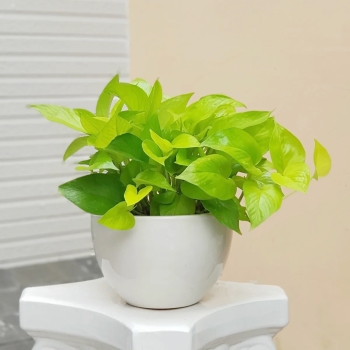 Top Cây Xanh Văn Phòng Nên Thuê Dịp Cuối Năm Để Đón Lộc Mới